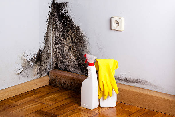 Trusted Litchfield, MI Mold Removal Experts